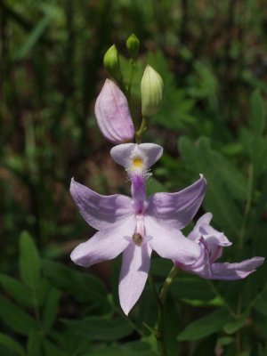 Calopogon tuberosus - unusual lilac coloration