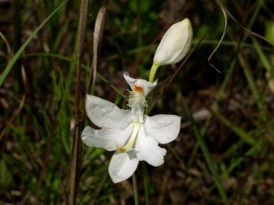 Calopogon tuberosus - white form - saw about twenty of these plants scattered among the normal ones