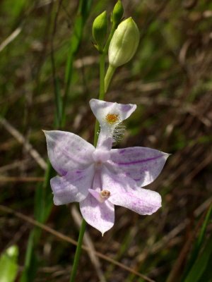 Calopogon tuberosus - party colors!