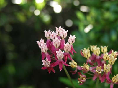 Asclepias lanceolata