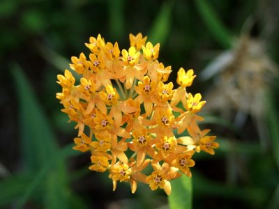 Asclepias lanceolata