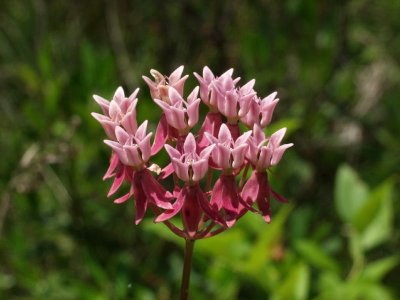 Asclepias lanceolata