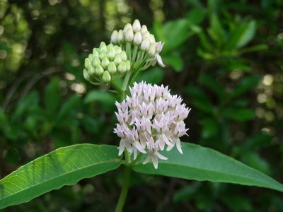 Asclepias species - perhaps A. rubra?