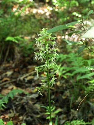 Platanthera lacera