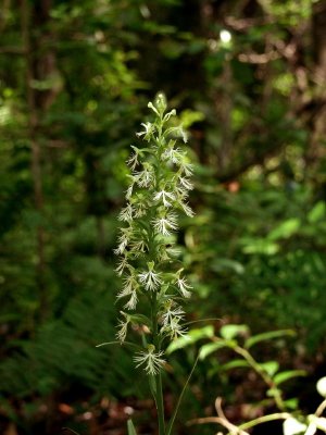 Platanthera lacera