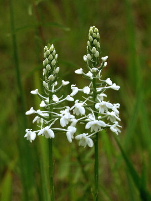 Gymnadeniopsis nivea