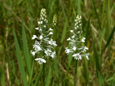 Gymnadeniopsis nivea