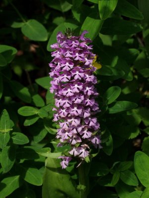 Platanthera psycodes - many flowers