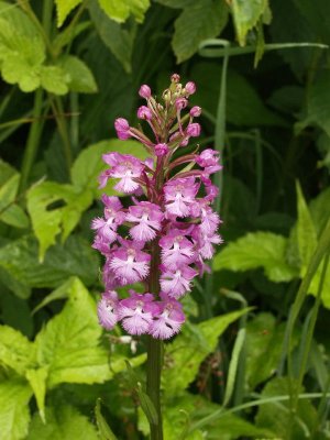 Platanthera psycodes - unusual rosy-pink form