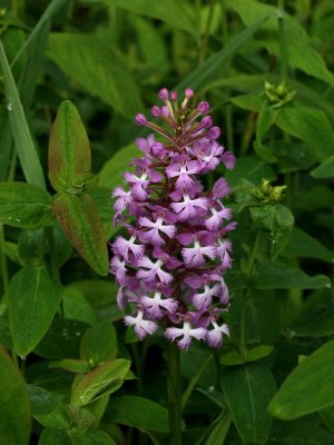 Platanthera psycodes - rather strongly bi-color form