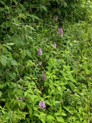 Platanthera psycodes - lined up in a roadside ditch
