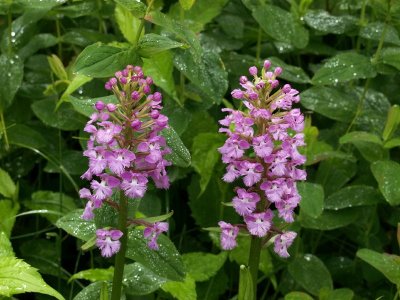 Platanthera psycodes - another duo