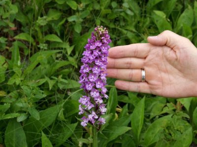 Platanthera psycodes - with hand for scale