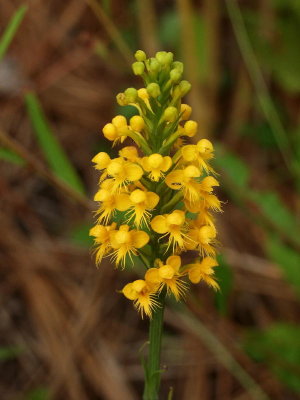 Platanthera cristata