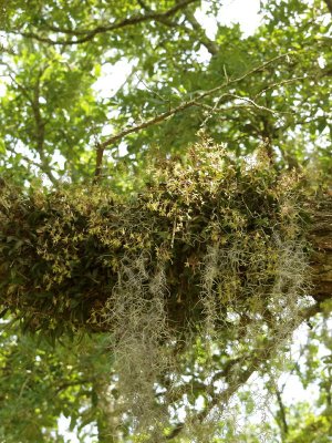 Epidendrum magnoliae group with Spanish moss on a live oak limb - festooned with flowers