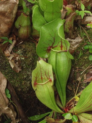 Note red veins and markings on the hood of the pitchers