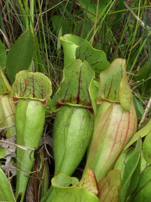 Closeup of previous plant - note length of hairs on hood of pitchers