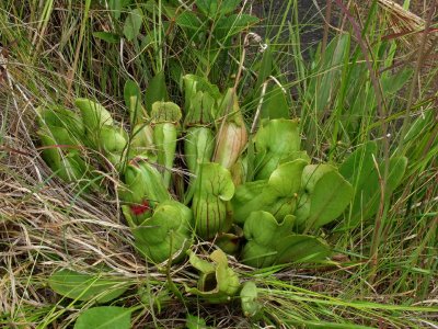 Nice pitcher plant with fresh pitchers on edge of the cataract bog