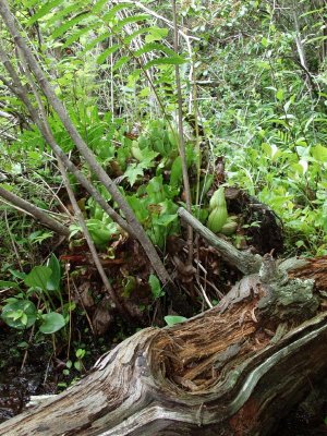 Sarracenia plants growing on the upturned root ball of a fallen tree