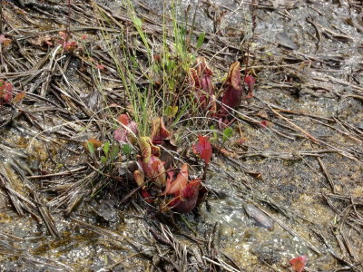 Young plants with deep red coloration growing in full sunlight directly on the wet, granite bald