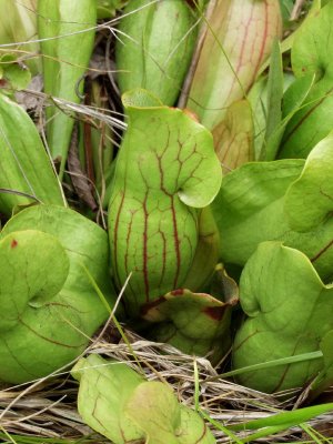 Closeup of previous plant - note red stripes (veins) on pitcher