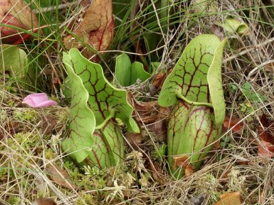 2007-07-20 Sarracenia purpurea subsp. venosa variety montana in North Carolina