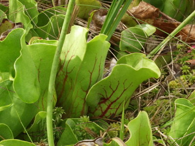 Note red veins in pitcher