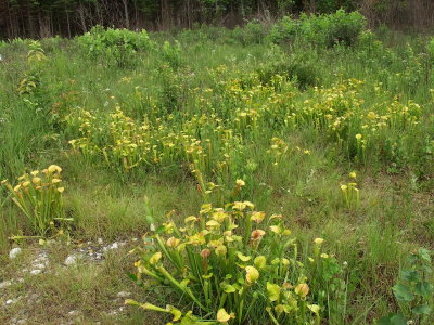 Sarracenia oreophila - another impressive grouping