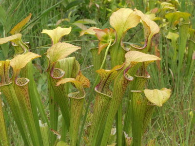 Sarracenia oreophila - good color in upper portion of pitchers