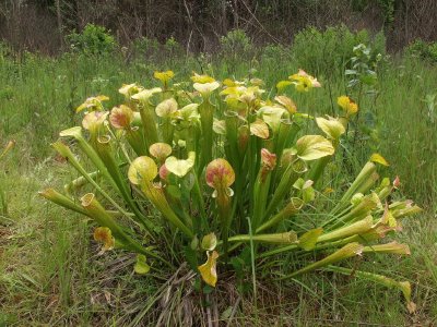 2007-07-20 Sarracenia oreophila in North Carolina