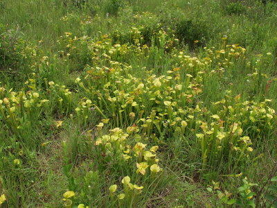 Sarracenia oreophila - many plants triving at this site