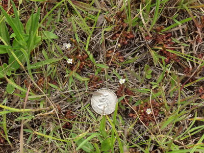 Drosera intermedia - tiny plants in bloom - quarter for scale