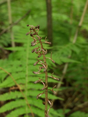 Tipularia discolor - most of the plants were like this - in full bud