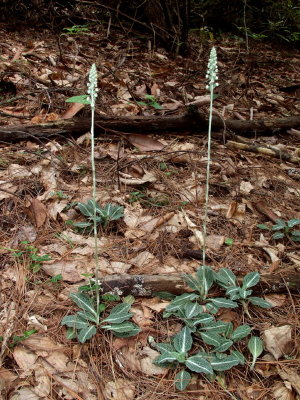 Goodyera pubescens group - in full bud - about five days from full bloom