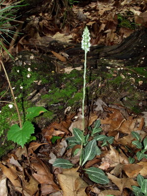 Goodyera pubescens -  close to full bloom