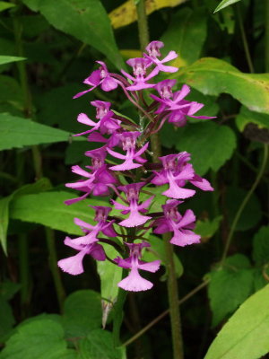 Platanthera peramoena (purple fringeless orchid) in a ditch