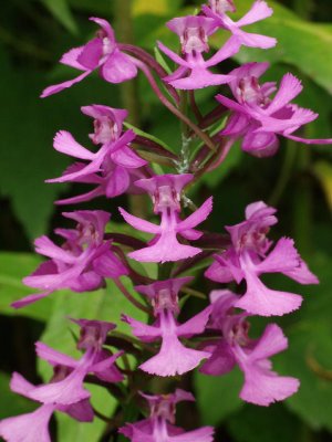 Platanthera peramoena (purple fringeless orchid) a bit closer