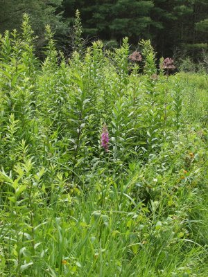 Platanthera peramoena (purple fringeless orchid) hiding in some weedy brush