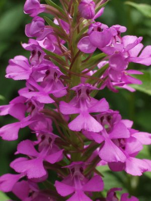 Platanthera peramoena (purple fringeless orchid) even closer