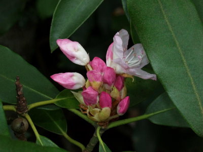 Rhododendron maximum (rosebay) in bud