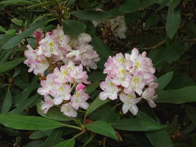Rhododendron maximum (rosebay) in bloom