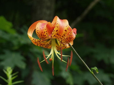 Lilium superbum (turk's-cap lily)