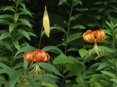 Lilium superbum (turk's-cap lily) group