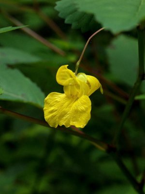 Impatiens pallida (pale jewel weed)