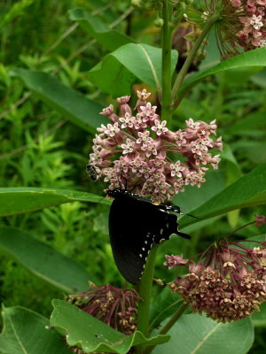 Asclepias syriaca (milkweed) with butterfly