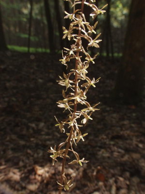 Tipularia discolor - in full sun