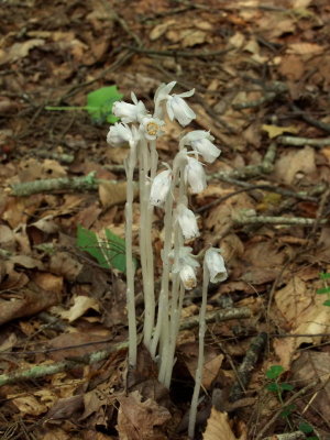 Indian Pipes - monotropa uniflora