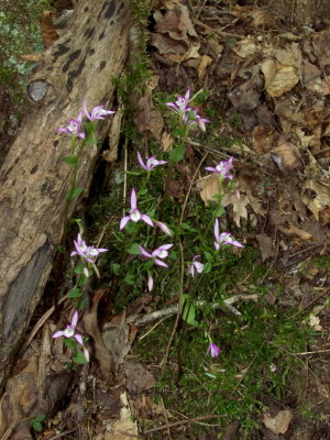 8/16/07 I had to stand in a 7-foot ditch to photograph these from the front