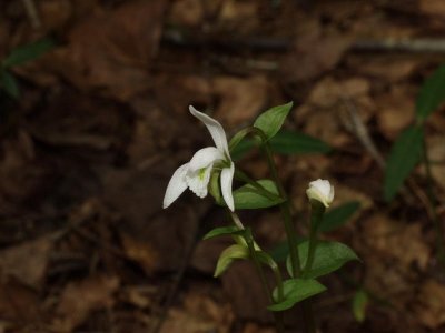 8/16/07 The only white flower I found