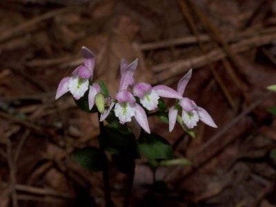 8/17/07 Quartet of pink flowers on two separate plants - note spider on leftmost bud